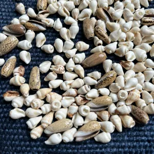 Small White Sea Shell & Cowrie Beads Lot – Tropical Beach Boho Jewelry Making Supplies – Natural Seashell Beads – Surfer Hawaii Ocean Vibes